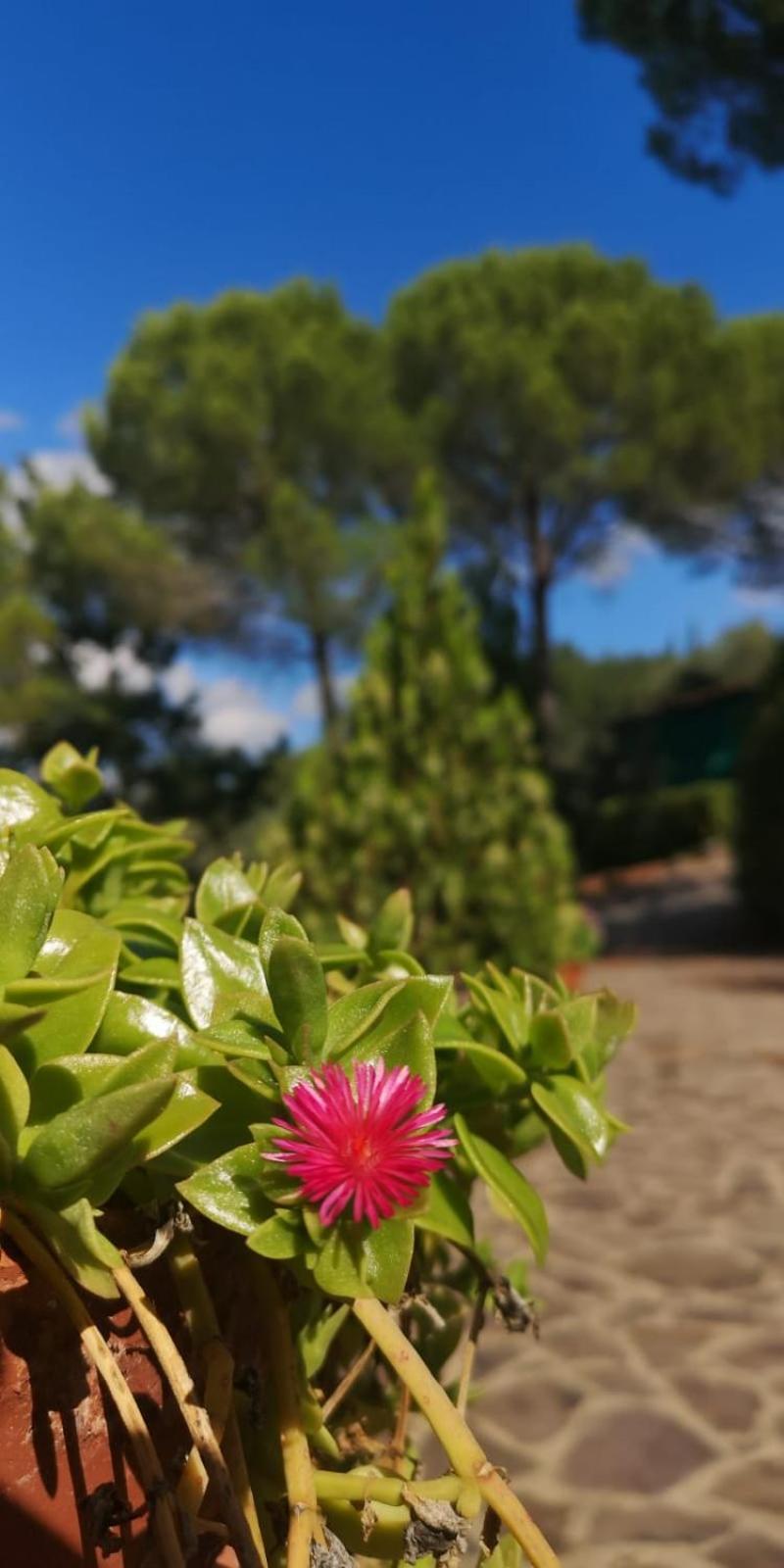 Villa Santa Margherita - La Suvera Ponte A Bozzone Esterno foto